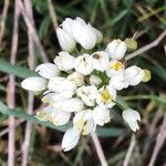 Allium subvillosum Floare