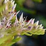 Sedum pulchellum Квітка
