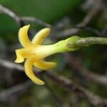 Alstonia vieillardii Fleur