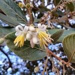 Styrax ferrugineus 花