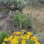 Wyethia sagittata Õis