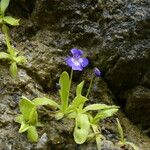 Pinguicula longifolia Hábito