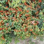 Pyracantha coccineaFoglia