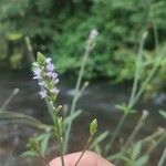 Verbena litoralis Flower