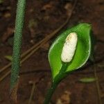 Nephthytis poissonii Flor