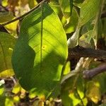 Vangueria madagascariensis Blad