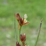 Juncus bufonius Floare