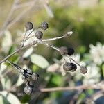 Amelanchier ovalis Fruto