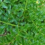 Angelica pachycarpa Leaf