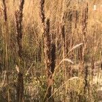 Calamagrostis epigejos (L.) RothFleur