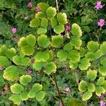 Thalictrum dioicum Folio