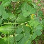 Senna obtusifolia Leaf