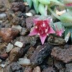 Sedum morganianum Flower