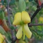 Caragana sinica Flower
