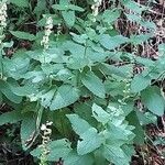 Teucrium scorodonia Habitus