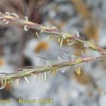 Andropogon distachyos अन्य