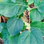 Hibiscus calyphyllus Leaf