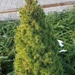 Picea laxa Folha