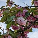 Prunus serrulataFlower