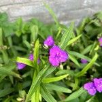 Tradescantia virginiana Kukka