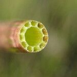 Equisetum fluviatile Bark