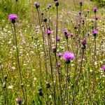 Cirsium canum ശീലം