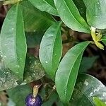 Psychotria suterella Hoja