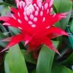 Guzmania monostachiaFlower