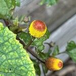 Acmella oleracea Fruit