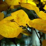 Amelanchier laevis Leaf