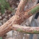 Acokanthera oppositifolia Bark