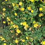 Hypericum patulum Flower