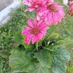 Gerbera jamesonii 整株植物