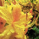 Rhododendron calendulaceum Fula