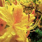 Rhododendron calendulaceum Flower