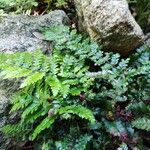 Polystichum polyblepharum Hoja