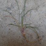 Poa bulbosa Агульны выгляд