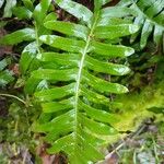 Polypodium vulgare Levél