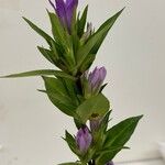 Gentiana pneumonantheFlor