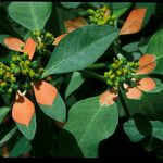 Euphorbia heterophylla Leaf