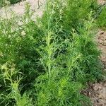 Lepidium sativum Beste bat