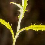 Carduus acicularis Leaf