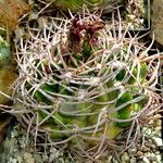 Gymnocalycium oenanthemum Habit