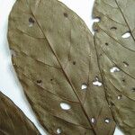 Tachigali bracteolata Máis