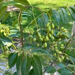 Toona ciliata Fruit