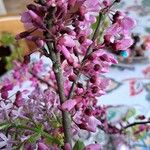 Cercis canadensis Blomst