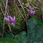 Cyclamen repandum Blomma