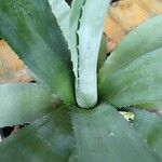 Agave asperrima Other