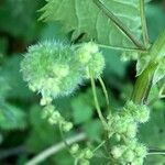 Urtica pilulifera Blüte