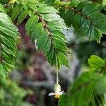 Begonia foliosa برگ